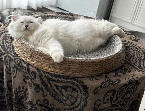 娱乐吃瓜酱小猫民宿,娱乐吃瓜酱的温馨食宿之旅