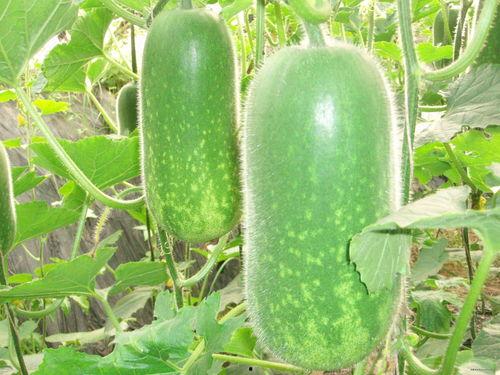 每日大赛 吃瓜入口,吃瓜入口，揭秘娱乐圈幕后风云